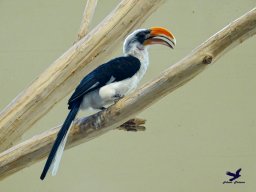 Tiergarten Schönbrunn am 05.03.2026
